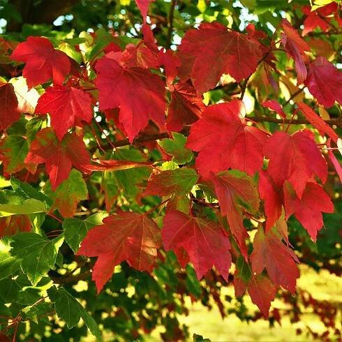 Acer rubrum 'October Glory'
