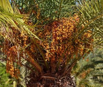 Samičí rostlina datlovníku kanárského obsypaná zrajícími plody (Zdroj: Shutterstock)