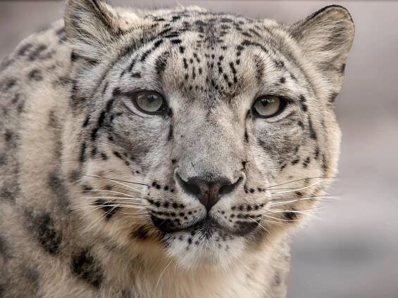 Leopard, Zvíře, Příroda, Divoká Zvěř