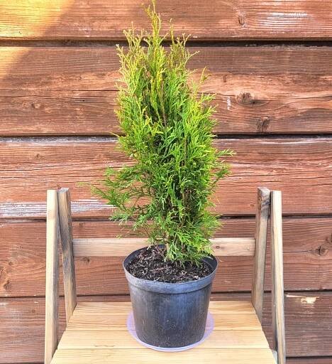 Zerav západní Smaragd Thuja Thuje Smaragd 50 cm Hustý Živý Plot za 90.00CZK - Allegro