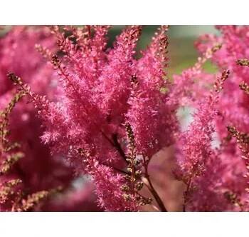 Čechrava Arendsova 'Gloria Purpurea' - Astilbe x arendsii 'Gloria Purpurea' Balení: kontejner C2