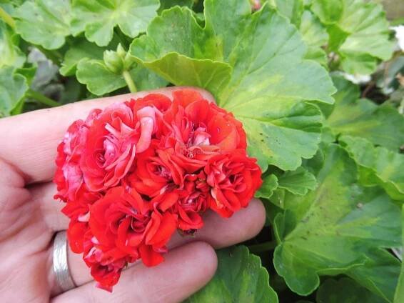 Pelargonium " Summer Rose Tina " - muškát růžičkový Zahradnictví Krulichovi - zahradnictví, květinářství, trvalky, skalničky