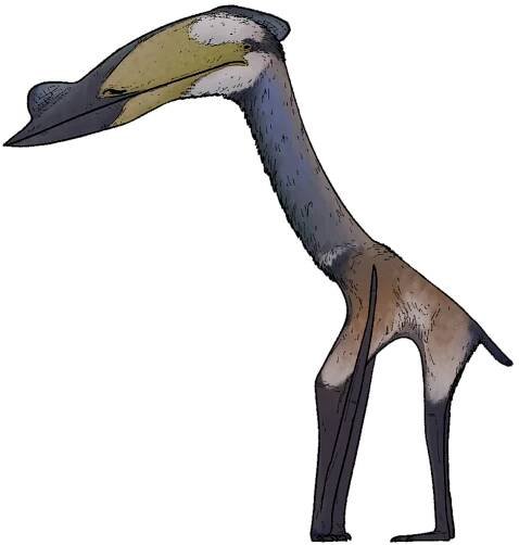 Soubor:Wellnhopterus brevirostris.png – Wikipedie