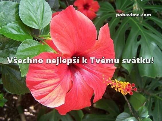 Krásná přání k svátku (pro muže i ženu). Nejkrásnější přání