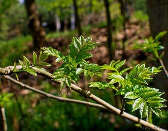 Atlas - fotogalerie: fraxinus excelsior; 1