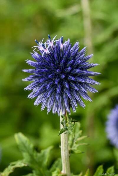 Bělotrn (Echinops)