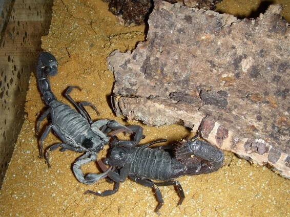 Parabuthus - buthidaes Webseite!