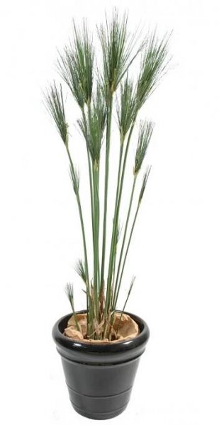 Luxusní umělá rostlina PAPYRUS CYPERUS, 155cm