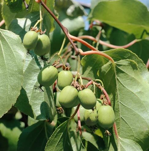 Actinidia arguta Issai
