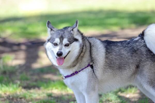 Side profile of an Alaskan Klee Kai dog