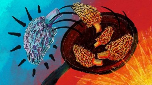 A digital illustration drawn with colorful gouache and pencil shows morel mushrooms being tossed in a cast-iron skillet. The skillet is on the left side of the image and, behind it, the background is a bright red, illuminated by hot flames. One mushroom flies out of the pan toward the right, where the background is icy blue and cold, which implies it has not been cooked to a safe temperature.