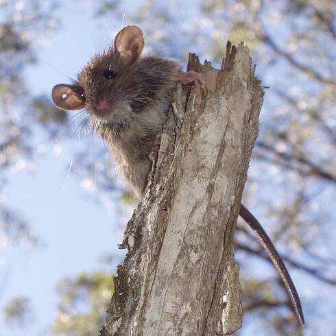 Australische Buschratte