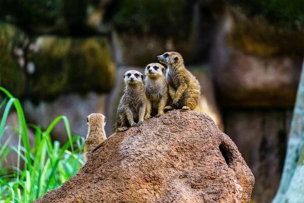 bezplatná Základová fotografie zdarma na téma africké divoké zvěře, bdělý, chování Základová fotografie