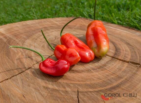Carolina Reaper x Fidalgo Roxa F4