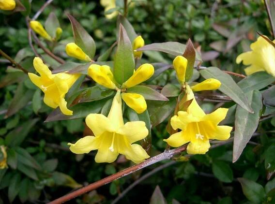 Gelsemium sempervirens (Jasmínovec vždyzelený) - Homeopatická poradna Harmonie