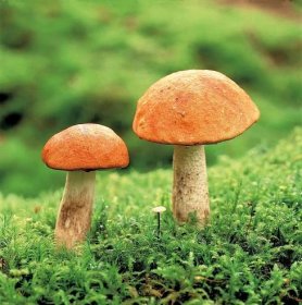 Kozáci, křemenáči, klouzci a spol. kopírují cestu deště: Kudy šel mrak, tam rostou houby!