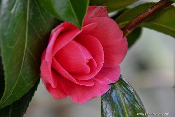 Kamélie japonská (Camellia japonica)
