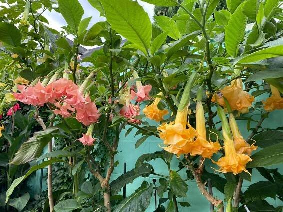 Jeseň | Brugmansia