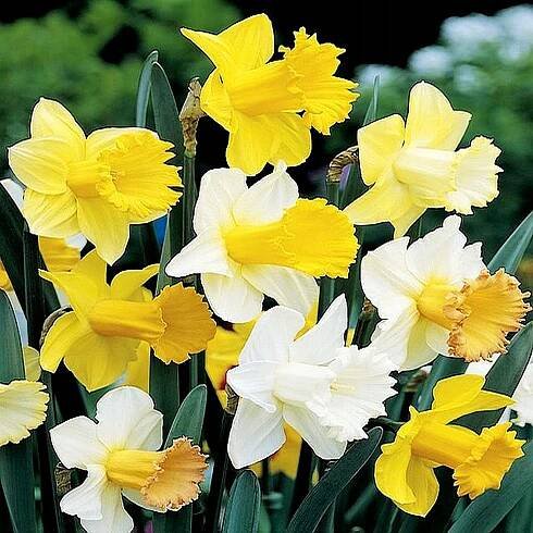 Narcis na kg Trubkový mix 1 kg Narcisy Cibulky Květinové cibule