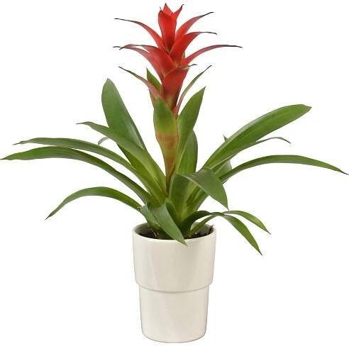 Bromélie mix v keramickém květináči průměr cca 13 cm