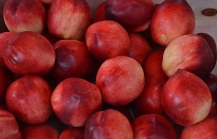 Nejneobvyklejší kříženci meruňky, broskve, švestky a jablka