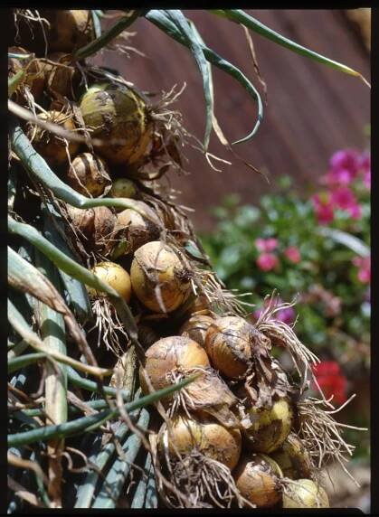 Cibule kuchyňská/Allium cepa