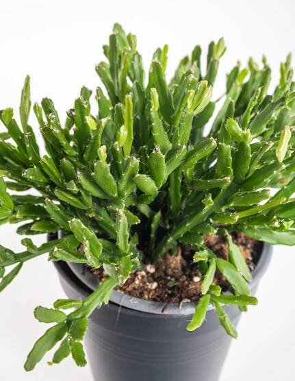 Věšák, Rhipsalis ewaldiana, průměr květináče 10 - 12 cm | ZAZUMi.cz