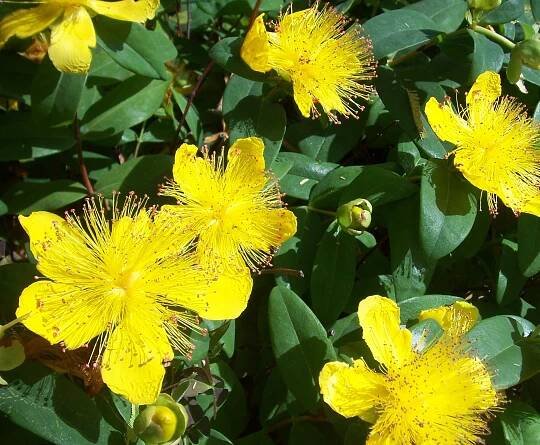 Hypericum calycinum | Listnaté dřeviny |Zahradnictví Franc 