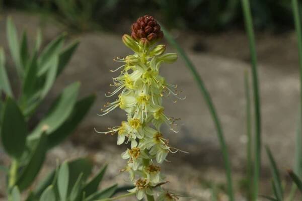 Popis rodu Eremurus