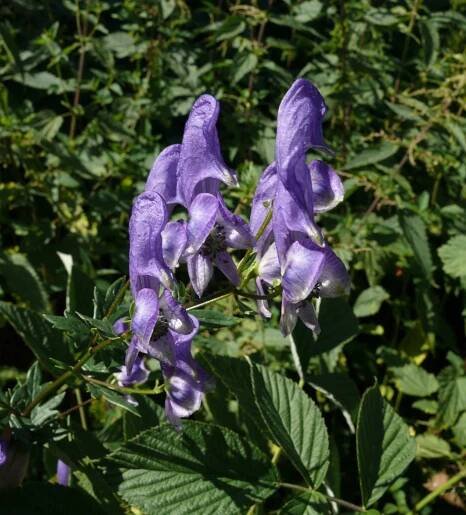 Soubor:Aconitum variegatum 110807a.jpg