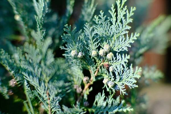 7Artisans 50mm f0.95 – Malte´s Photography