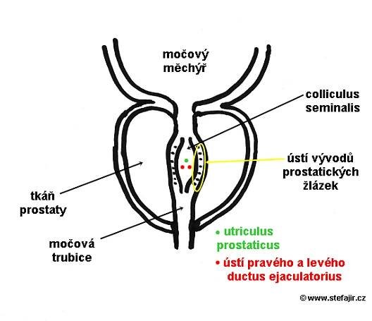 Prostata | Medicína, nemoci, studium na 1. LF UK