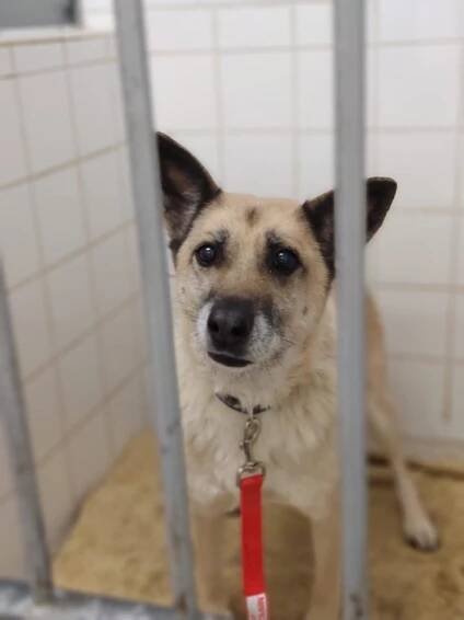 Psi k adopci z útulků, azylů a neziskových organizací
