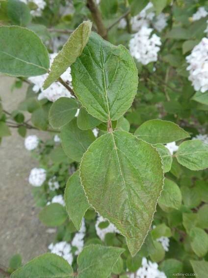 Kalina Carlesiova Aurora - větévka s listy (Viburnum carlesii)