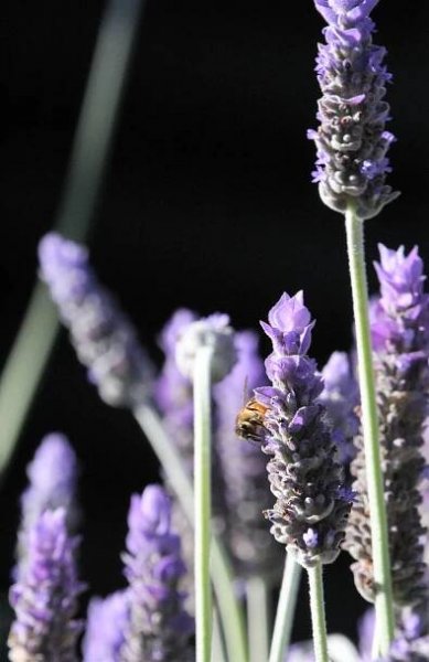 Pets and Wildlife Photography Competition Entries July 2020 – Campbell Community Association