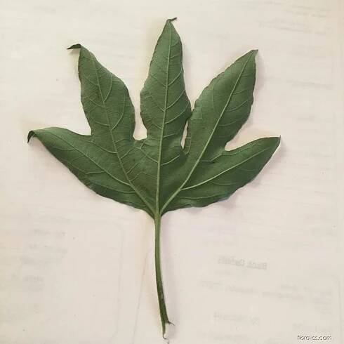 Ambrozie trojklaná (Ambrosia trifida)