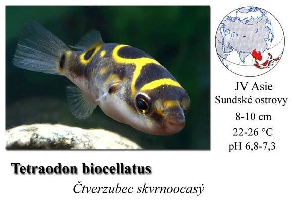 Čtverzubec skvrnoocasý / Tetraodon biocellatus