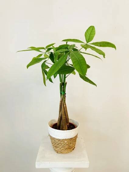 Aquatic Pachira "60 cm"