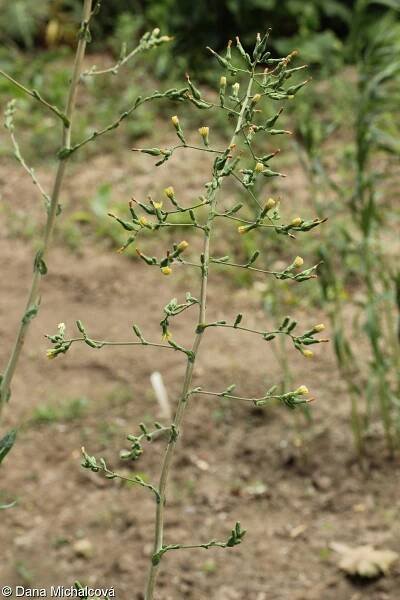 Lactuca virosa – locika jedovatá