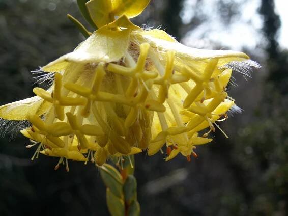 Pimelea suaveolens