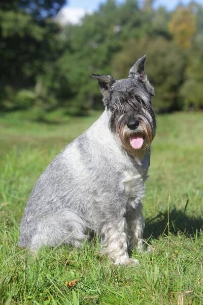 Mittelschnauzer (Standard schnauzer) sits on green grass