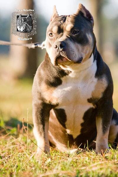 Our American Bullies -- Tri Color American Bullies and Pit Bulls - Boss Status Bullies -- Tri Color American Bully, Pacific