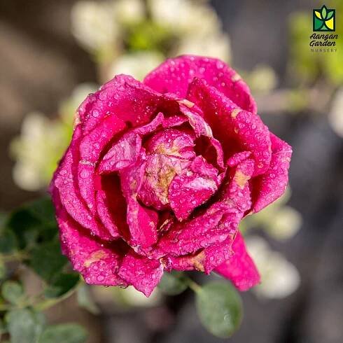 Kashmiri Rose