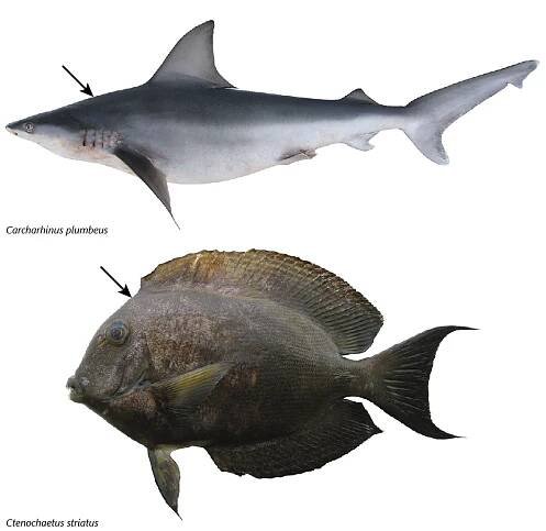 Glossary | fishIDER