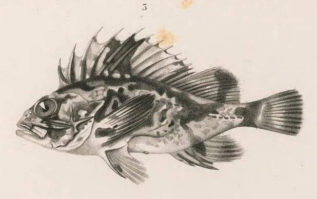 South Australian Cobbler | Old Book Illustrations