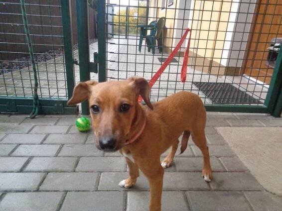 Psi k adopci z útulků, azylů a neziskových organizací