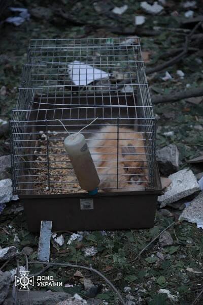 Kyiv rescuers save dog, cats, parrot and rabbit from building destroyed by Russian missile strike