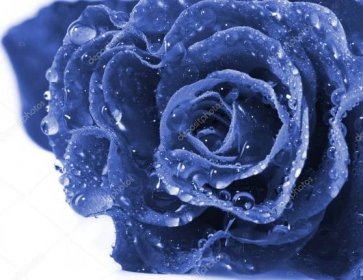 Stáhnout - Krásná Modrá růže na bílém pozadí pro váš návrh — Stock obrázek