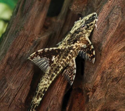 Whiptail catfish – Malta National Aquarium