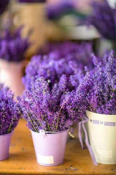 Pet-Friendly Plants for You to Grow in The Garden - YouGarden Blog